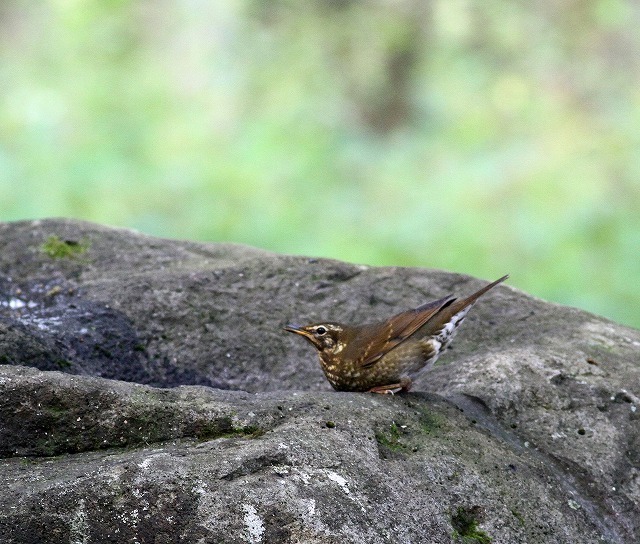 五郎丸ポーズで登場・・・水場に集まる野鳥たち（その３）・・・_c0213607_11002760.jpg