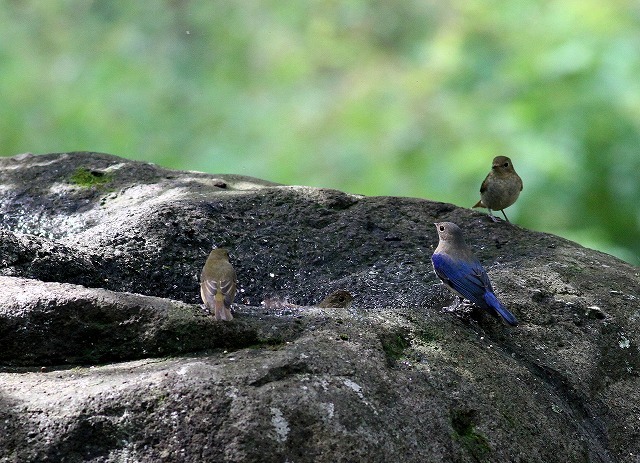 五郎丸ポーズで登場・・・水場に集まる野鳥たち（その３）・・・_c0213607_11025612.jpg