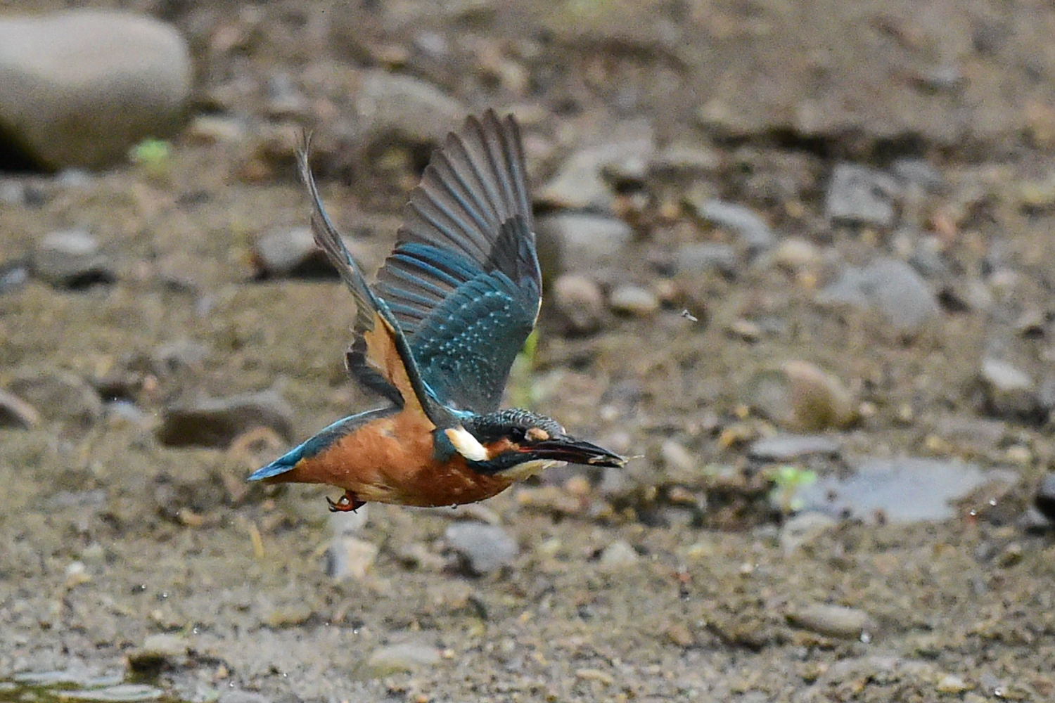 11日の河口写真より_f0133213_20363738.jpg