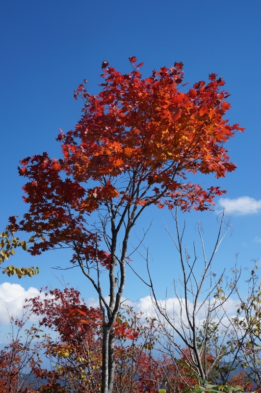 特別編　大川入山の紅葉がすごい！　その３_e0292414_22321868.jpg