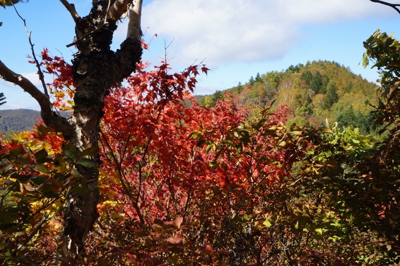 特別編　大川入山の紅葉がすごい！　その３_e0292414_22322757.jpg