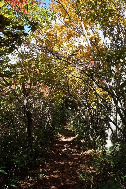 特別編　大川入山の紅葉がすごい！　その３_e0292414_22322873.jpg