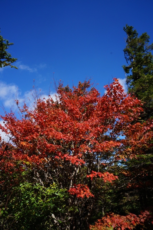 特別編　大川入山の紅葉がすごい！　その３_e0292414_22324588.jpg