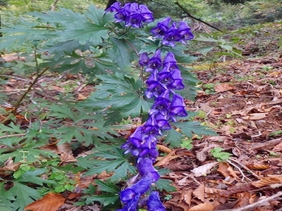 f0193521_4262120.jpg