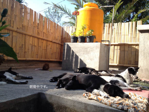 犬さんたちは朝寝中_a0120328_17393036.jpg