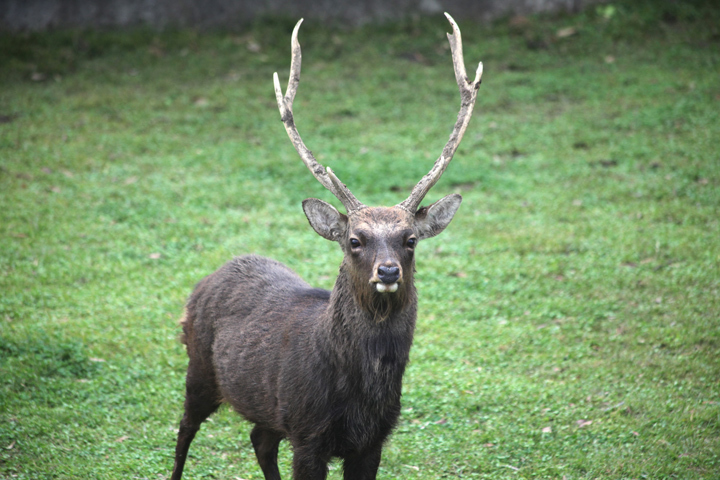 奈良公園 鹿の角切り_c0188434_11223531.jpg