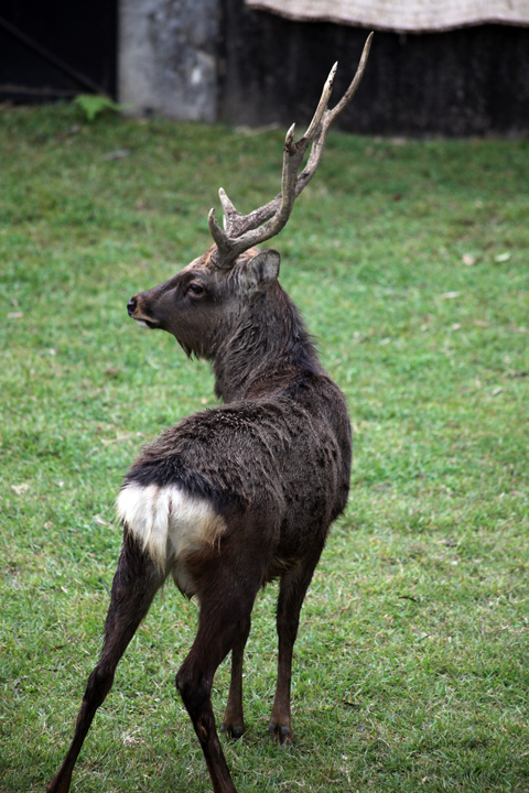 奈良公園 鹿の角切り_c0188434_11223850.jpg