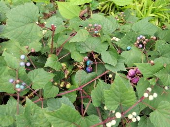 c0097838_16322076.jpg