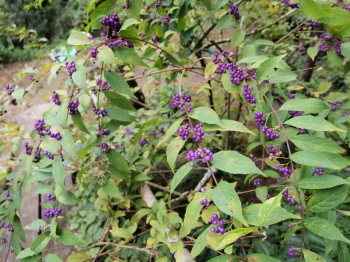 c0097838_16381395.jpg