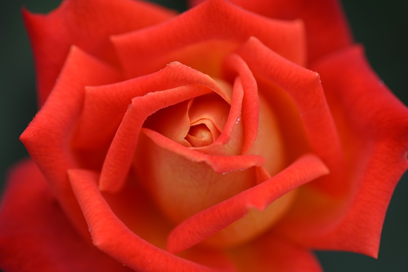 e0095142_8272259.jpg