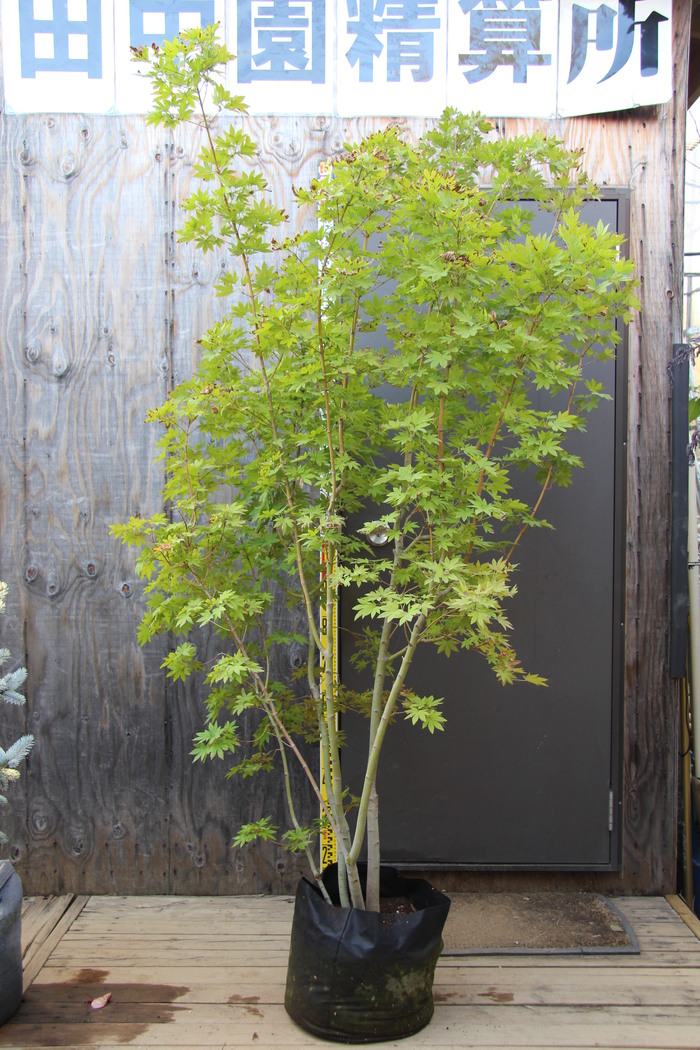 山採りハウチワカエデ 絶品大株立3.2M(鉢底から) 山採りハウチワカエデ 絶品大株立3.2M(鉢底から) 山採り
