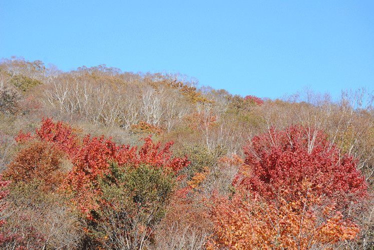 10月13日　赤城小沼の紅葉_a0001354_22515611.gif