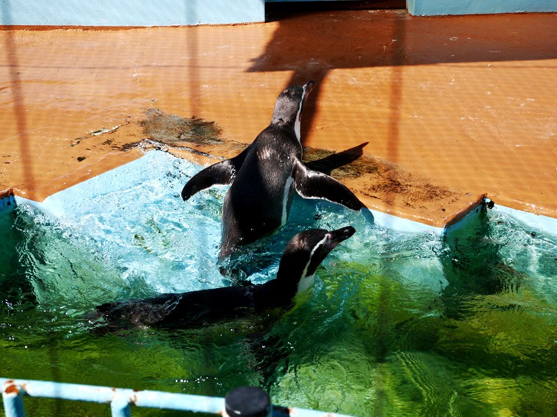 　　和歌山公園動物園_b0093754_15243897.jpg