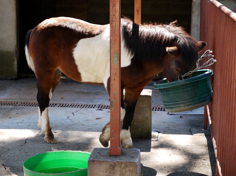 　　和歌山公園動物園_b0093754_15265274.jpg