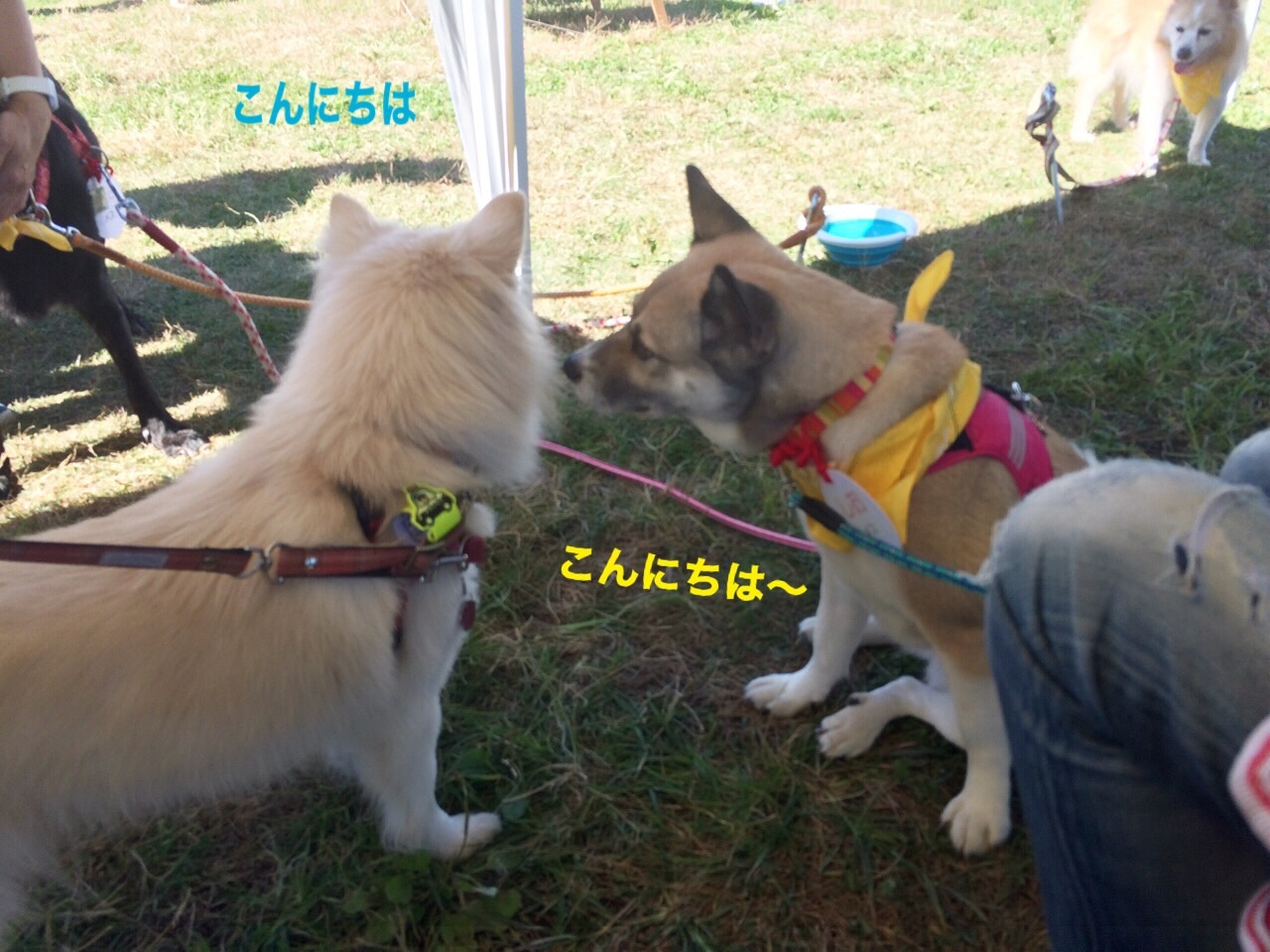 湘南犬親会 (しおちゃん2回目)_e0338857_12194317.jpg