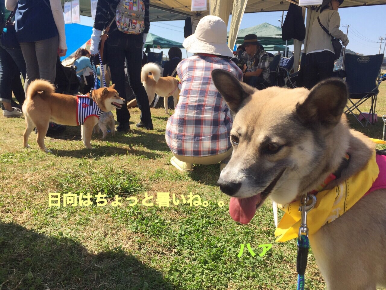 湘南犬親会 (しおちゃん2回目)_e0338857_12215998.jpg