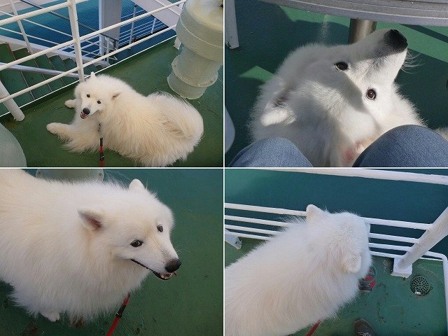 ★フェリーに乗ってちょい旅でし 犬生初乗船編★_e0176159_17362617.jpg