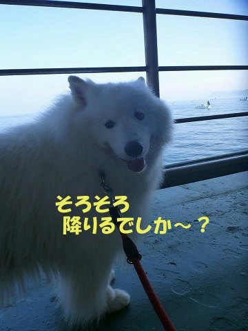 ★フェリーに乗ってちょい旅でし 犬生初乗船編★_e0176159_17395363.jpg