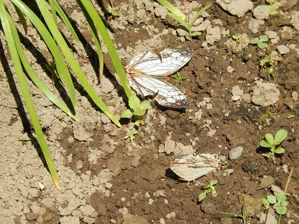 e0345868_22402775.jpg