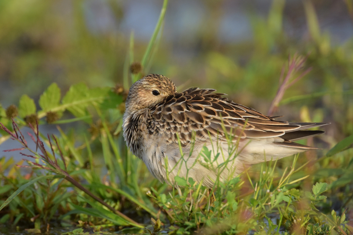 アメリカウズラシギ_f0053272_11104030.jpg