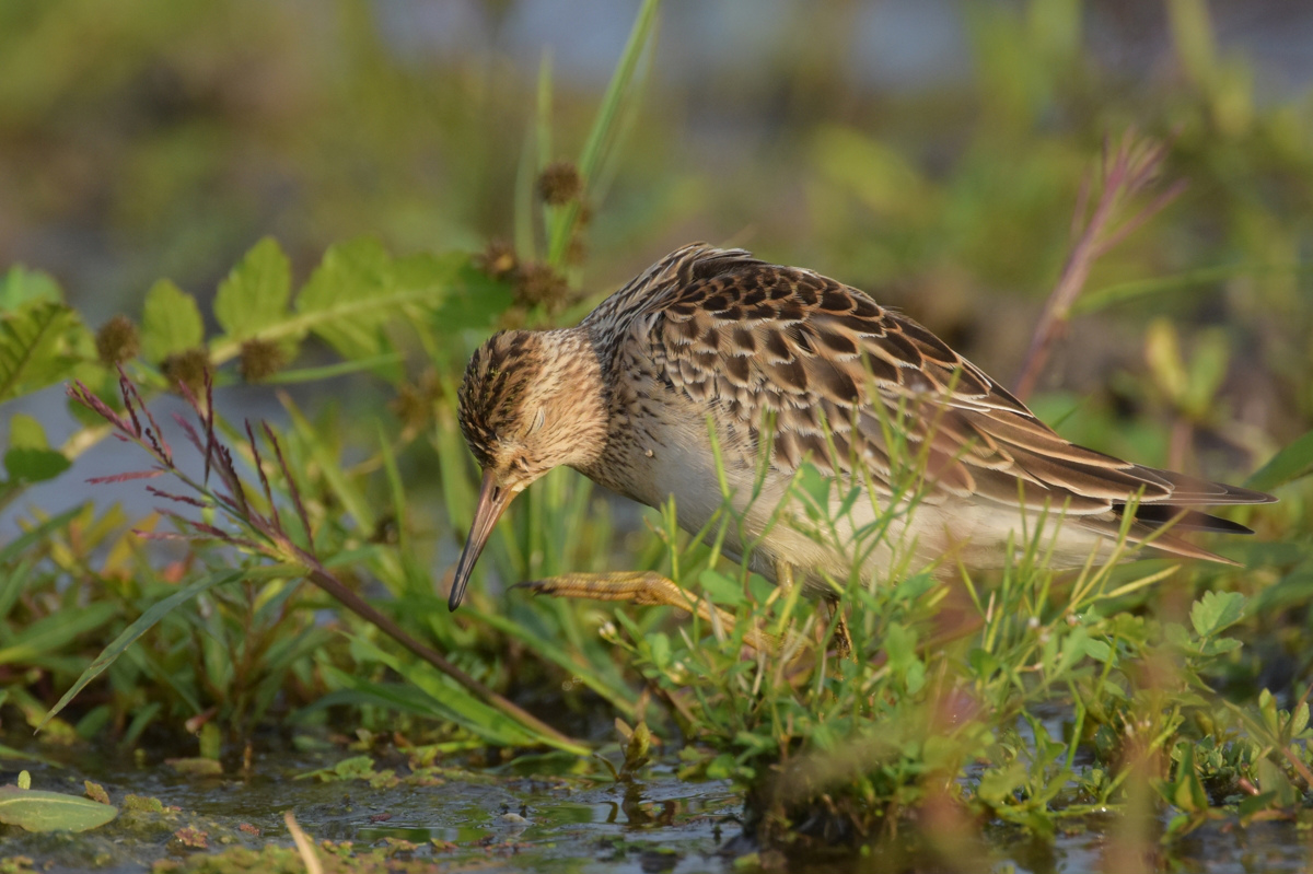 アメリカウズラシギ_f0053272_11112345.jpg