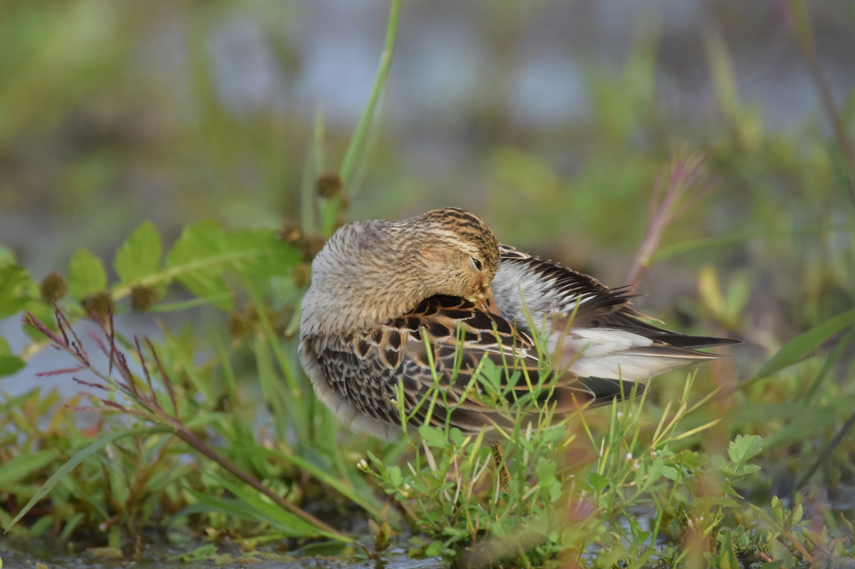 アメリカウズラシギ_f0053272_11115667.jpg