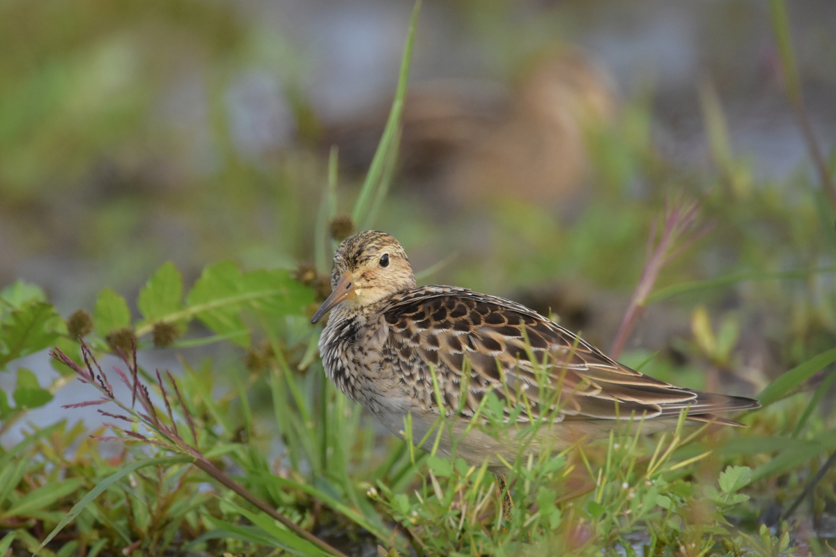 アメリカウズラシギ_f0053272_1112156.jpg