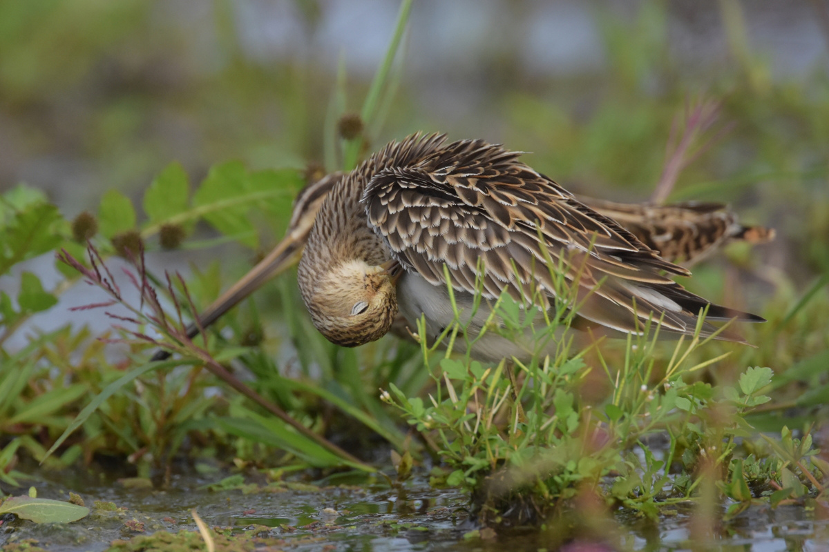 アメリカウズラシギ_f0053272_11125866.jpg