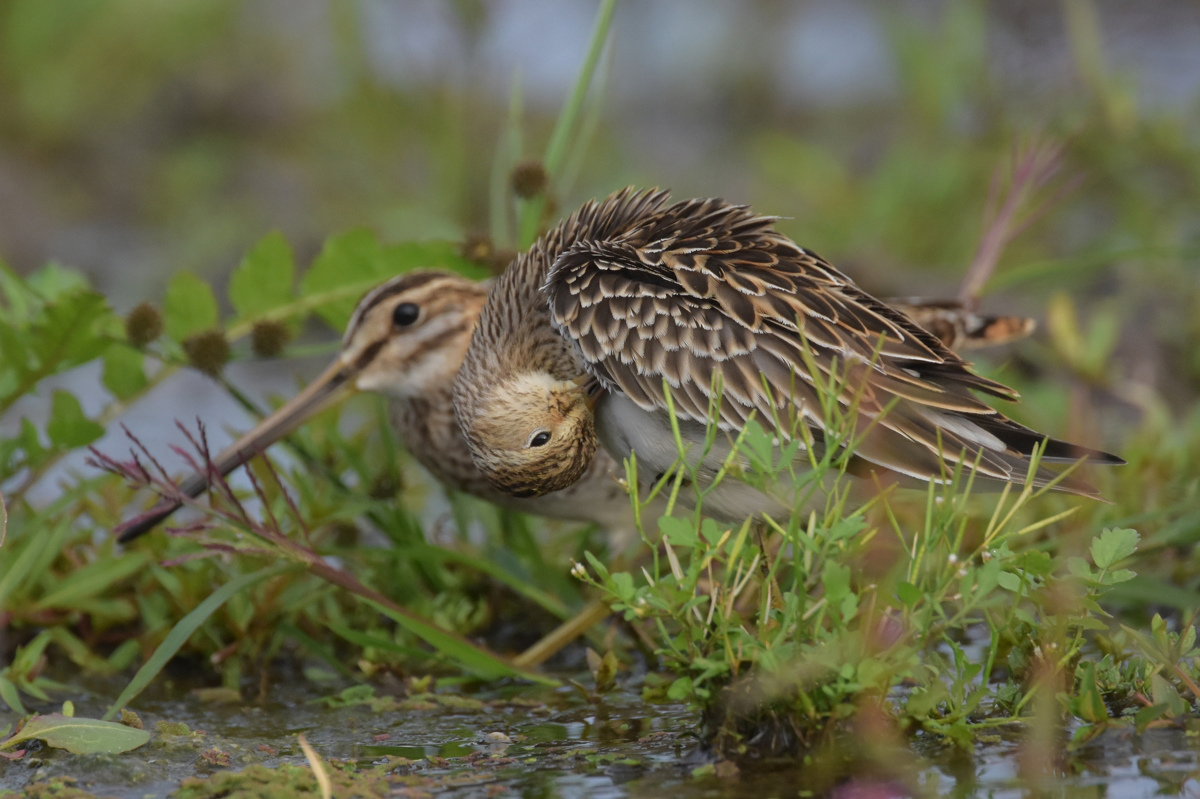 アメリカウズラシギ_f0053272_1113159.jpg
