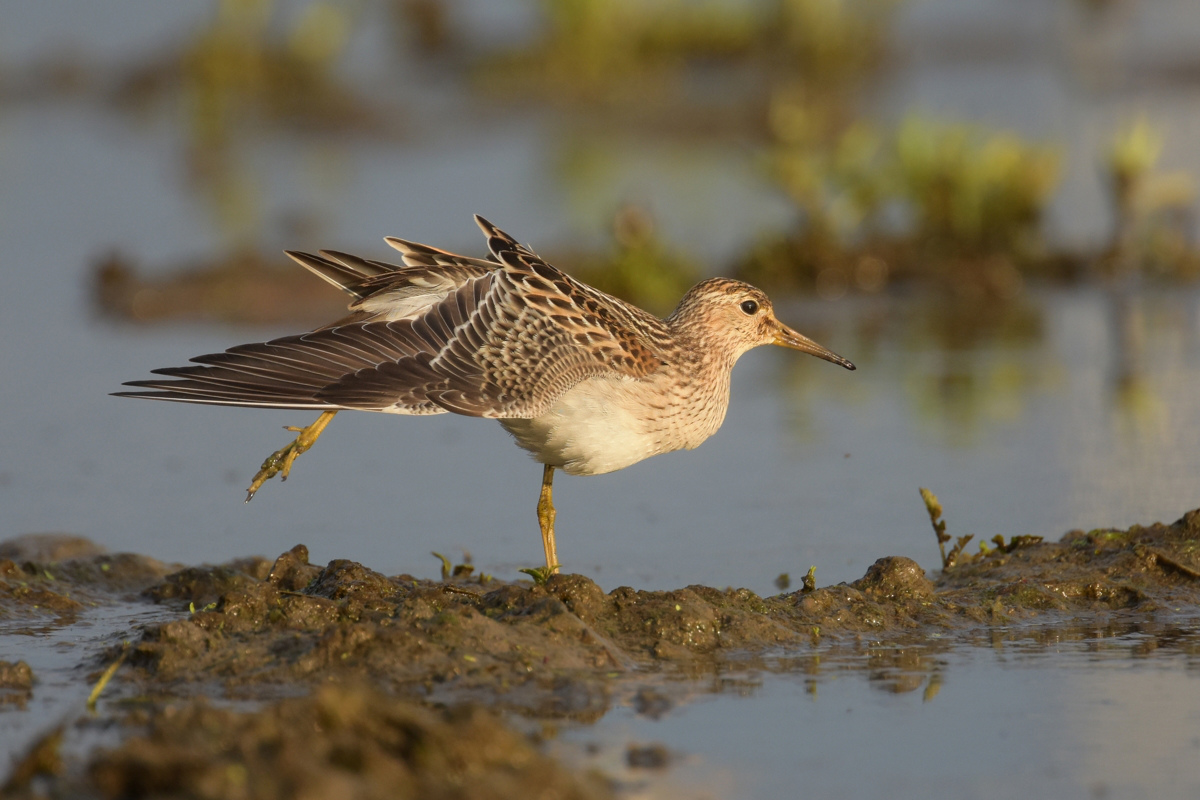 アメリカウズラシギ_f0053272_11144462.jpg