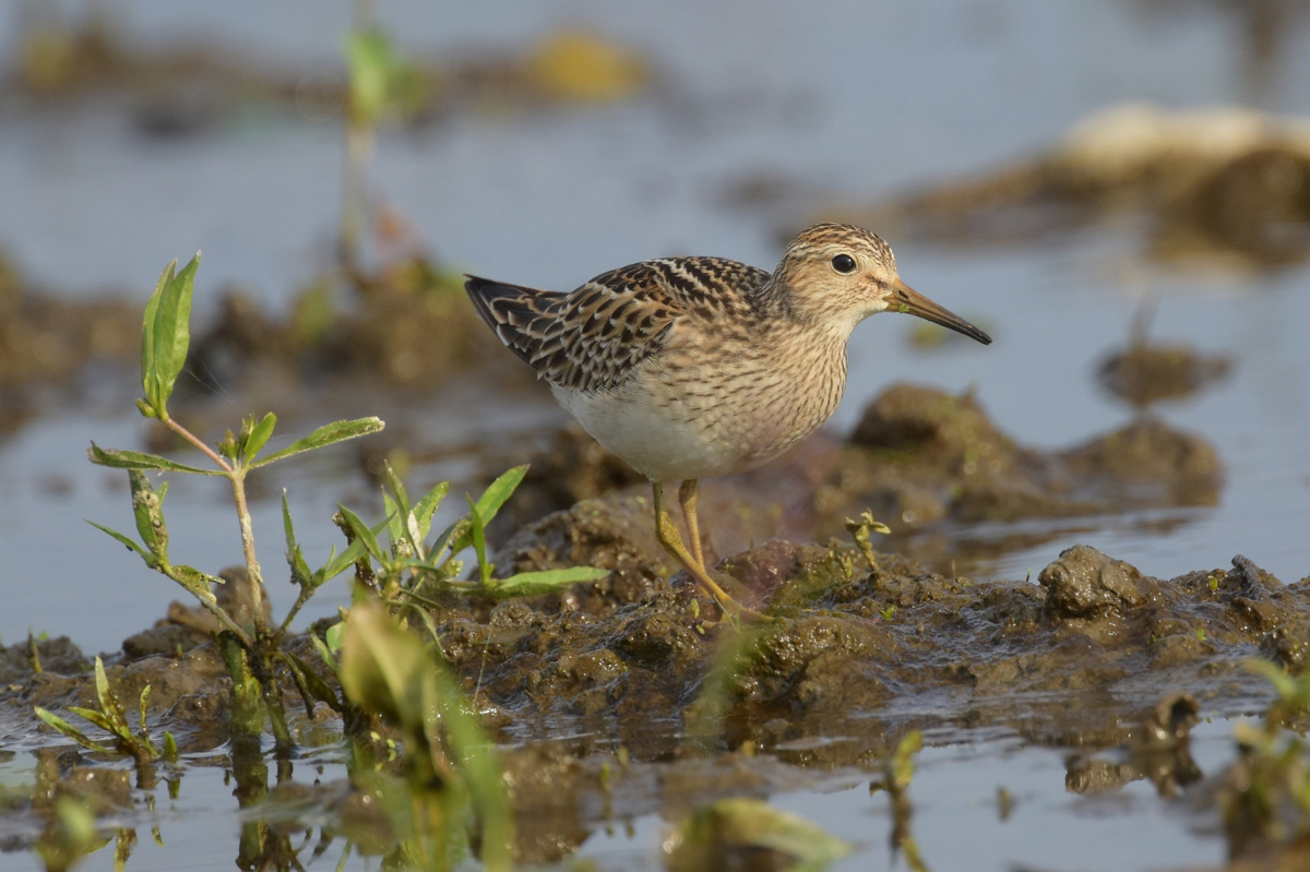 アメリカウズラシギ_f0053272_1116977.jpg