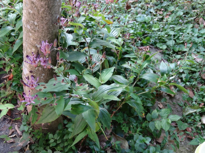 畑の花、庭の花　　　２０１５・10月　_c0153880_22080679.jpg