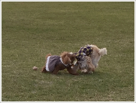 b0175688_00015090.gif