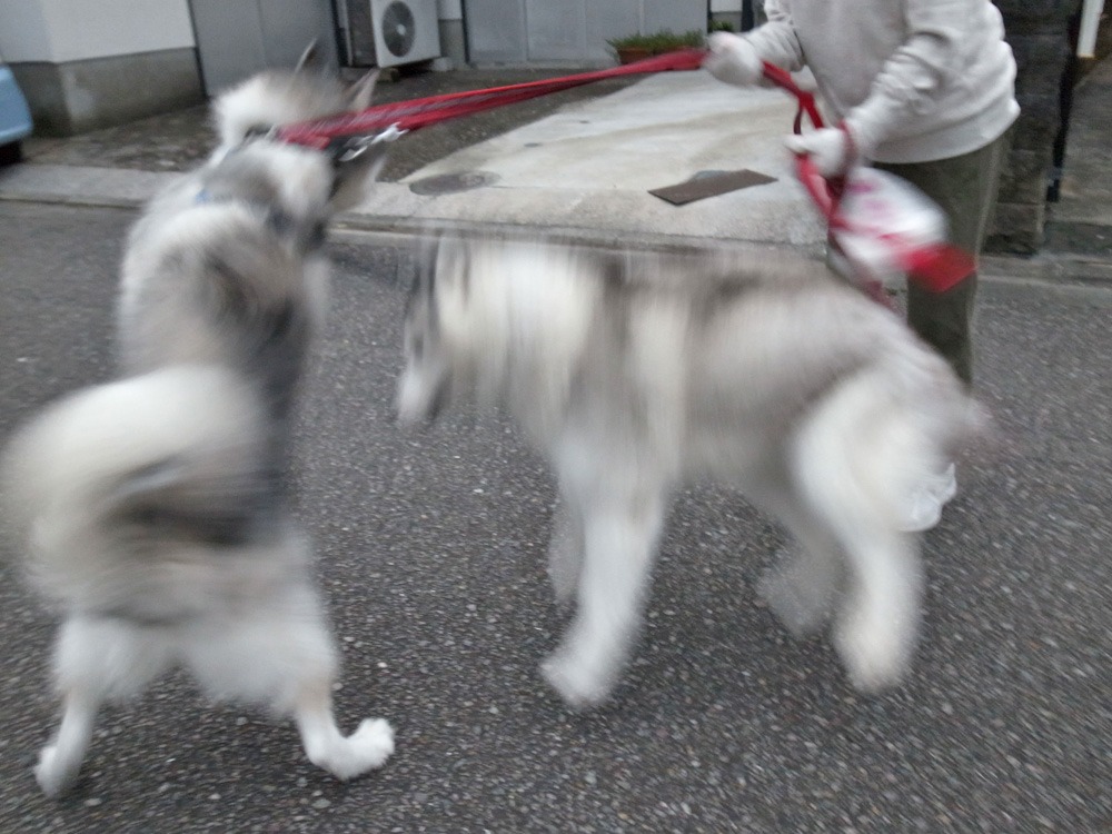 がんがんレオン、まったりリン♪ (^o^)_c0049299_22264451.jpg
