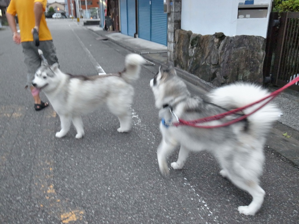 がんがんレオン、まったりリン♪　(^o^)_c0049299_22284332.jpg