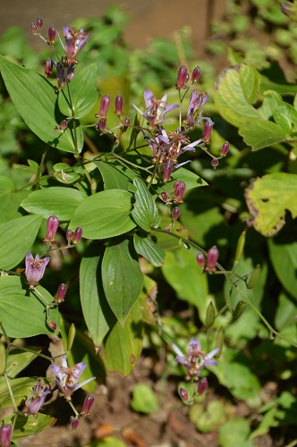 c0124100_2329415.jpg