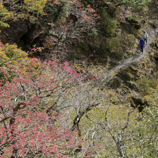 剣山登山散策道_c0278800_1725353.jpg