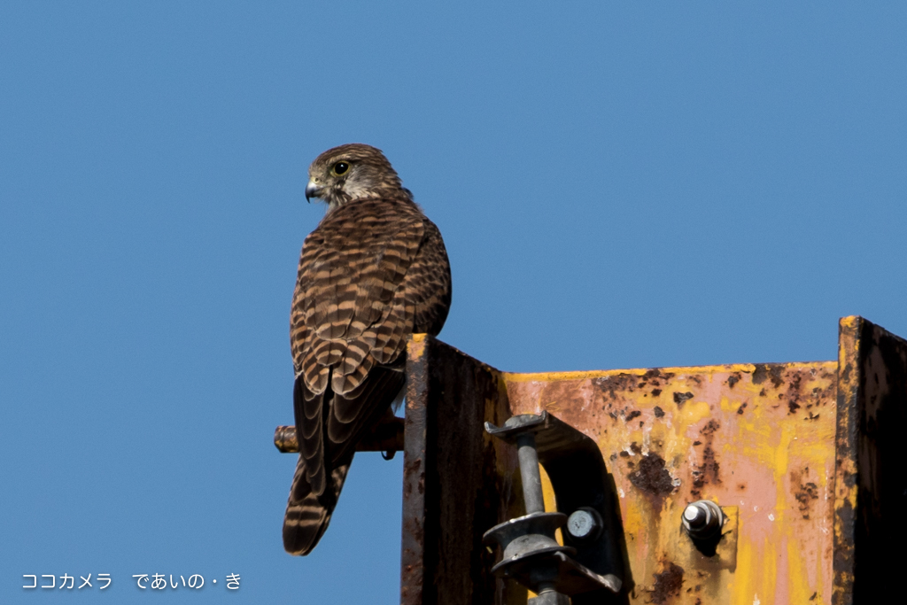 写真日記・多摩川探訪記その16・2015.10.14_c0336400_20303351.jpg