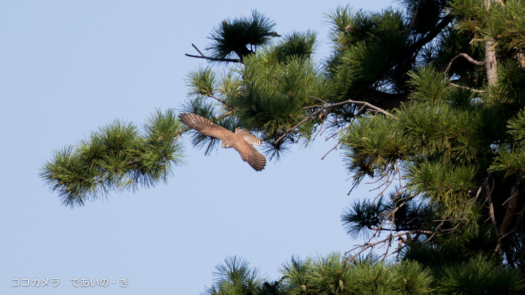 写真日記・多摩川探訪記その16・2015.10.14_c0336400_21245388.jpg