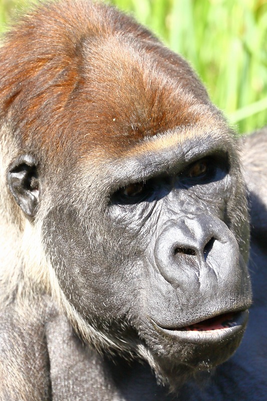 あんたたち 顔が怖いのよ 千葉市動物公園 怖い顔の番付表 旅プラスの日記 あんたたち 顔が怖いのよ 千葉市動物公園 怖い顔の番付表 旅プラスの日記