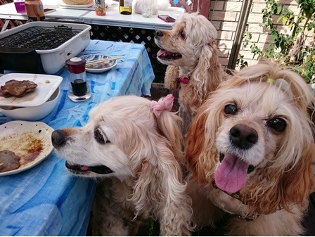デッキでBBQ♪_c0128303_2126373.jpg