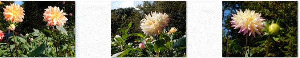 f0231709_10145319.gif