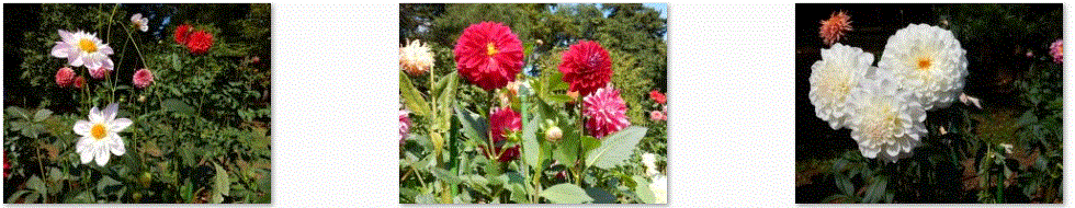 f0231709_10151099.gif