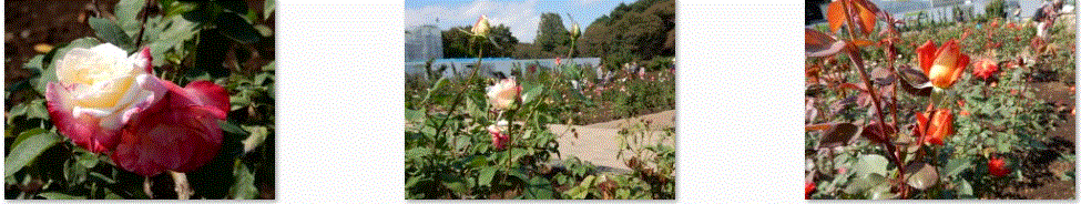 f0231709_1016338.gif