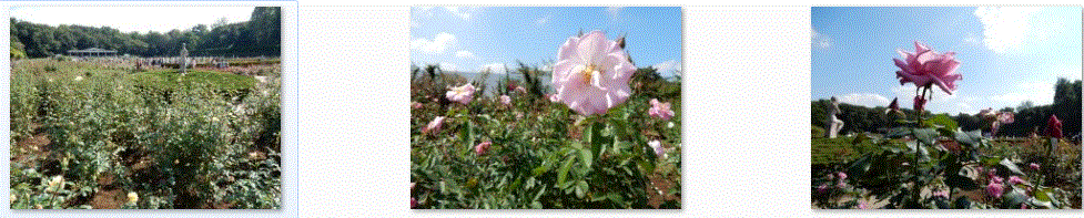 f0231709_10164568.gif