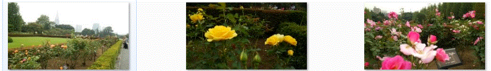 f0231709_1044299.gif