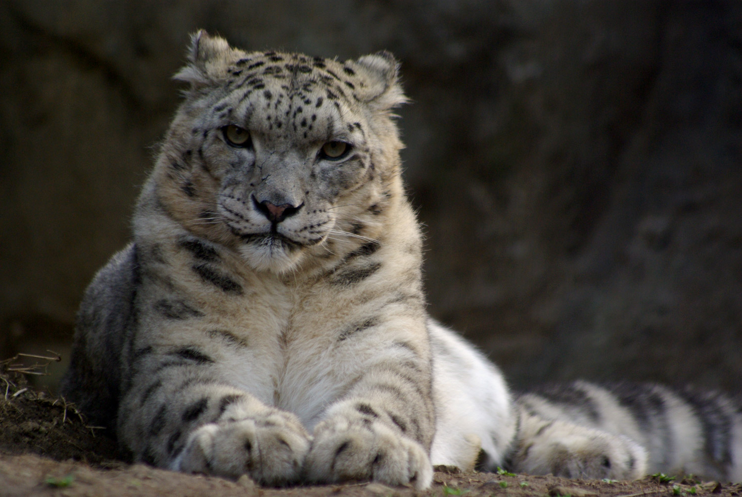 一番大好きだったシンギズ 動物園写真 晴れときどき雪豹