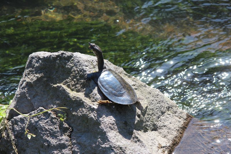 生き物たち 10/14_d0065113_894338.jpg