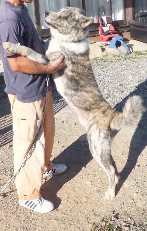 秋田犬のオスとメス”飼い主さん急募”_d0226013_12554569.jpg