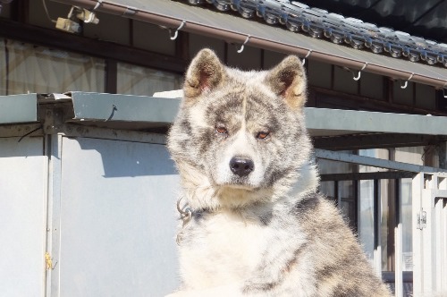 秋田犬のオスとメス”飼い主さん急募”_d0226013_12555192.jpg